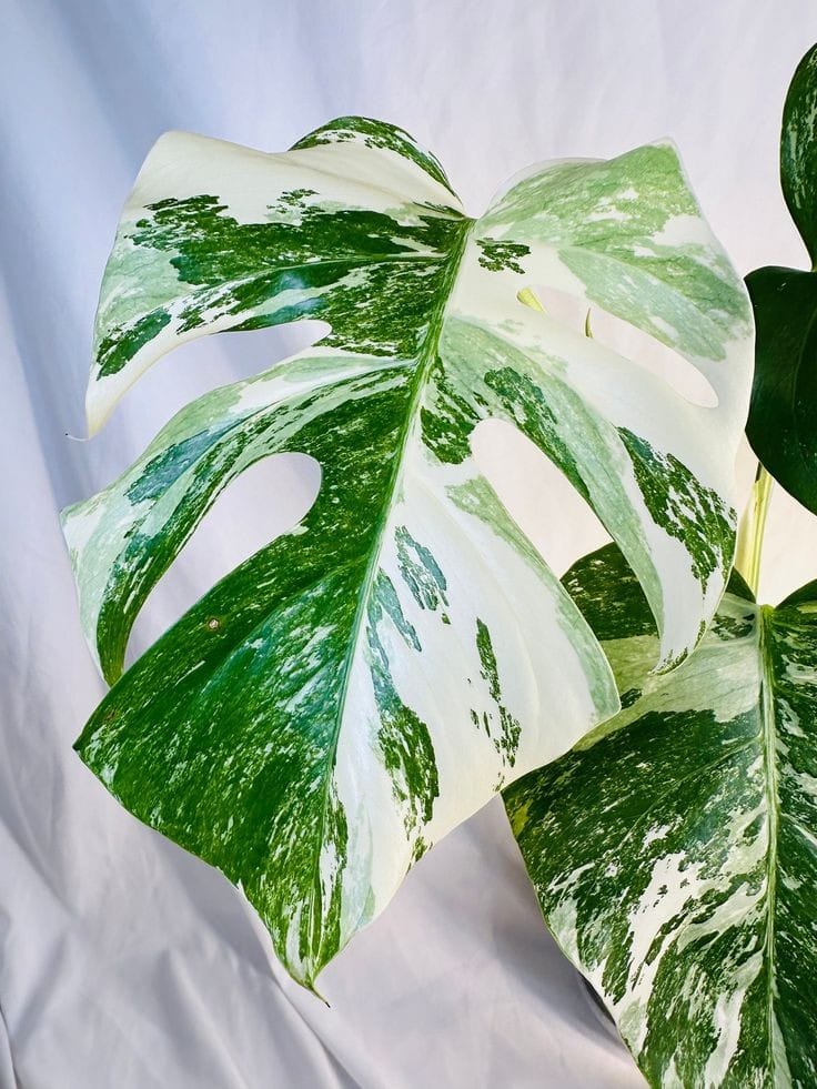 Monstera Deliciosa Variegata - Image 2