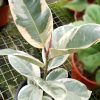 Variegated rubber tree by 3OUD