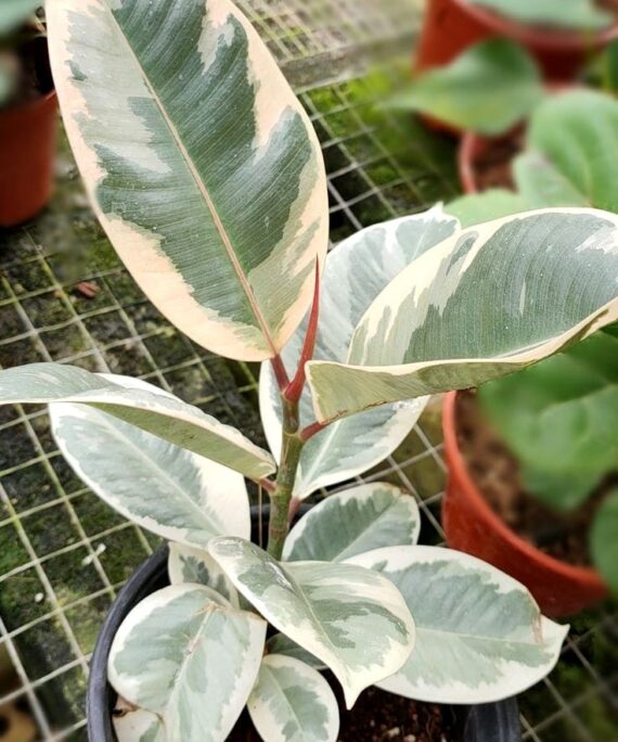Variegated rubber tree by 3OUD