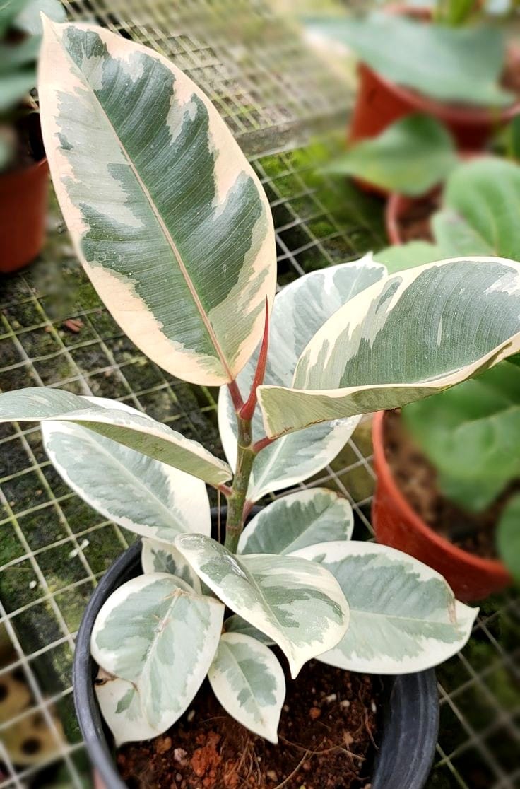 Variegated rubber tree by 3OUD