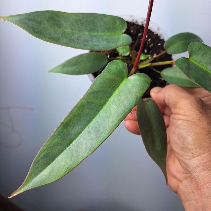 Philodendron Atabapoense - Image 2