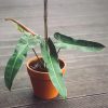 Philodendron Atabapoense by 3OUD