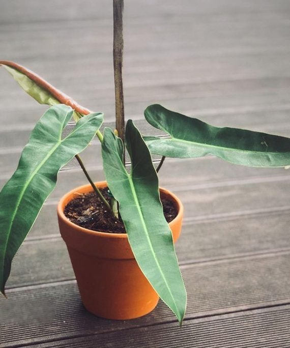 Philodendron Atabapoense by 3OUD