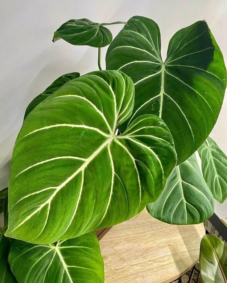 Philodendron Gloriosum - Image 2