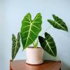 Alocasia Frydek by 3OUD