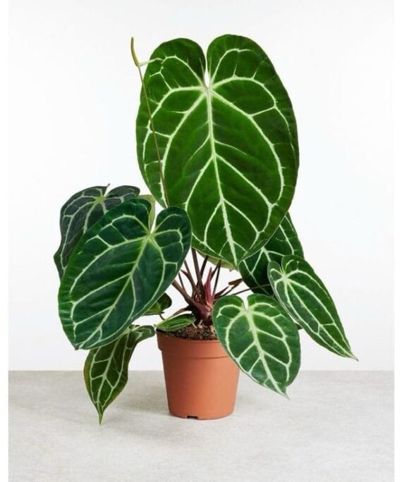 Anthurium Crystallinum by 3OUD