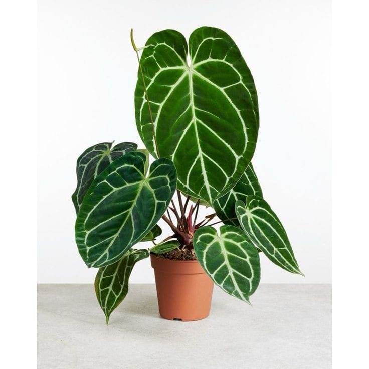 Anthurium Crystallinum by 3OUD