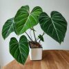 Philodendron Gloriosum BY 3OUD