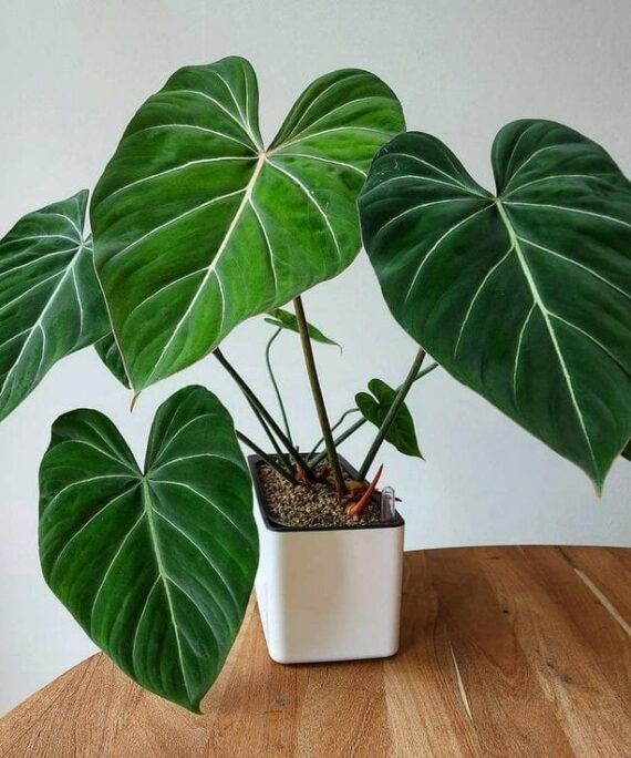 Philodendron Gloriosum BY 3OUD