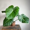 Philodendron McDowell by 3OUD