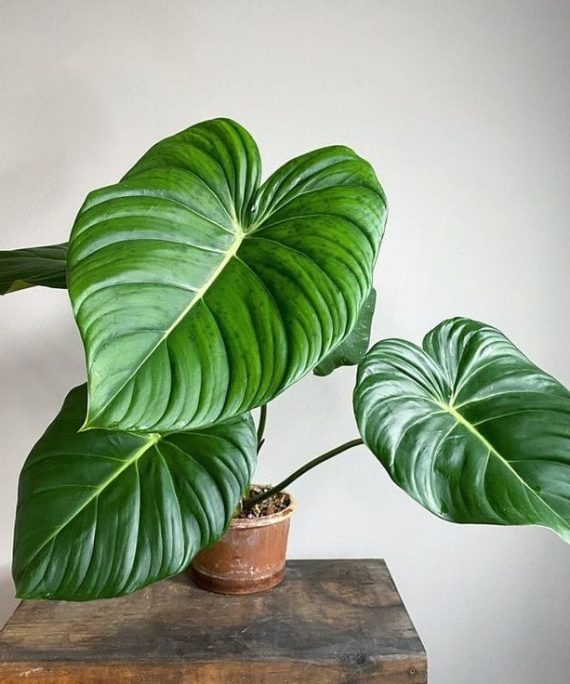Philodendron McDowell by 3OUD