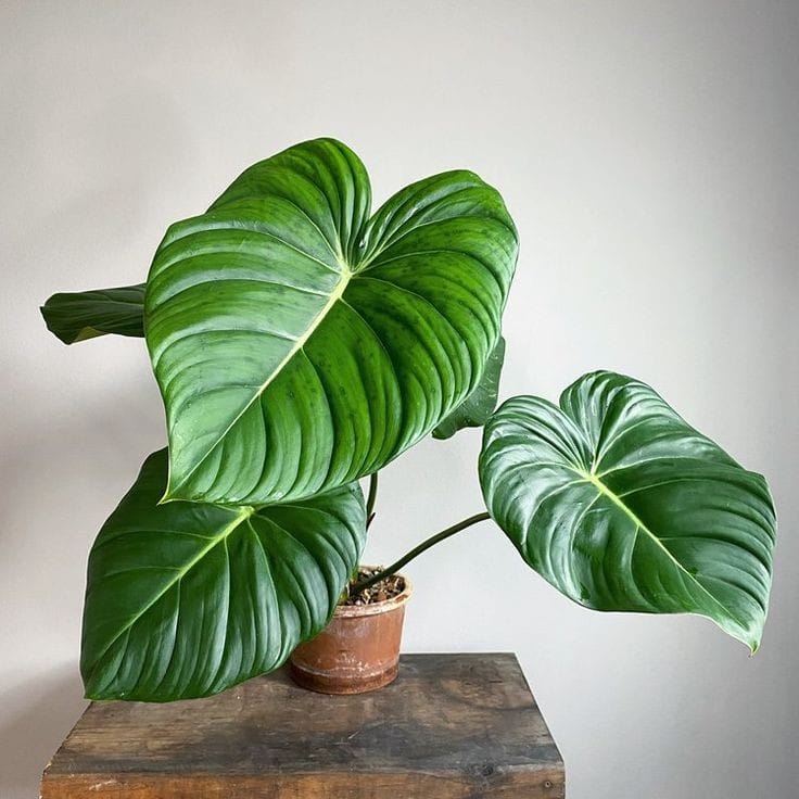 Philodendron McDowell by 3OUD