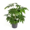 Fatsia japonica by 3OUD