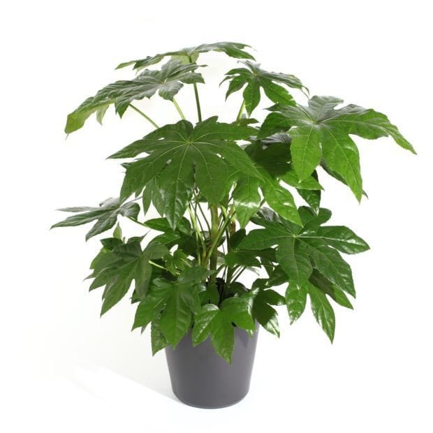 Fatsia japonica by 3OUD