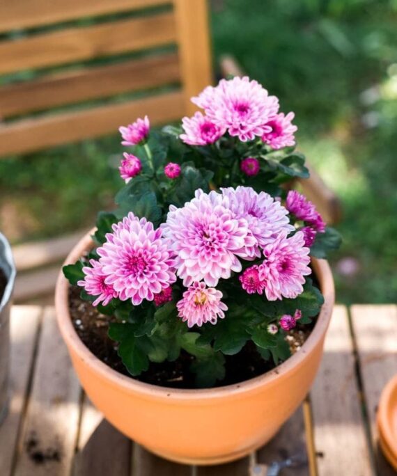 Chrysanthemum by 3OUD