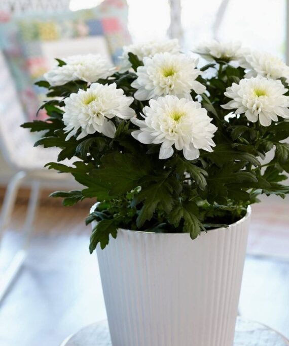 Chrysanthemum by 3OUD