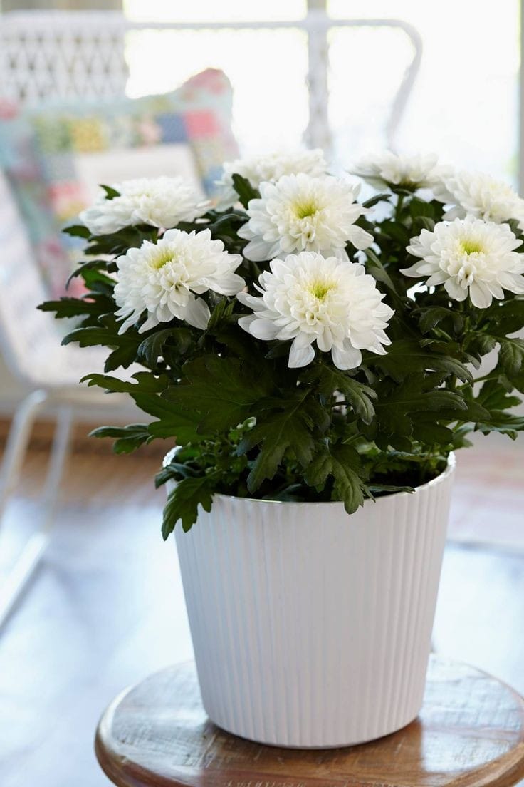 Chrysanthemum by 3OUD