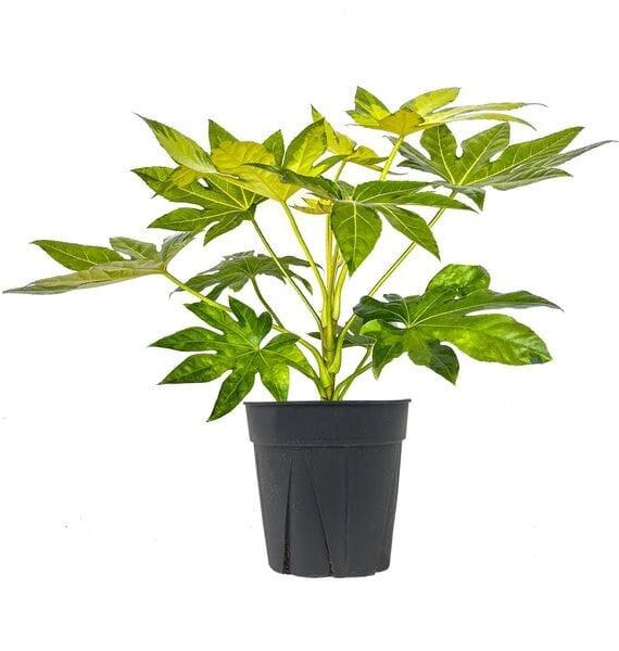 Fatsia japonica by 3OUD