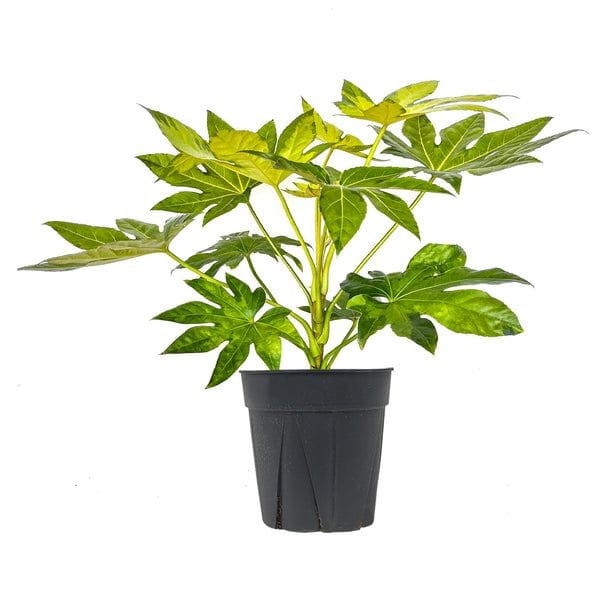 Fatsia japonica by 3OUD