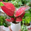 Lucky red aglaonema by 3OUD