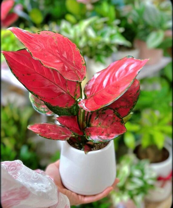 Lucky red aglaonema by 3OUD