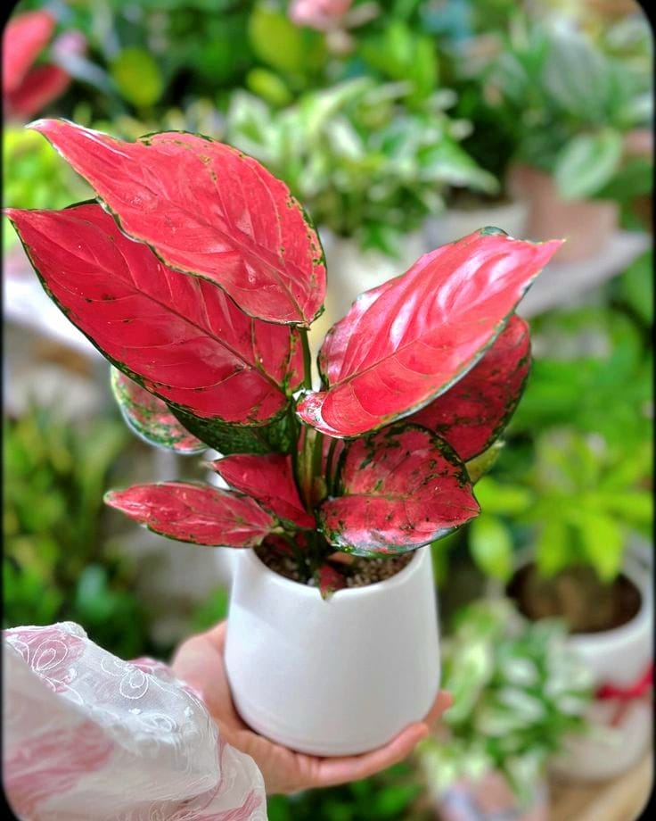 Lucky red aglaonema by 3OUD