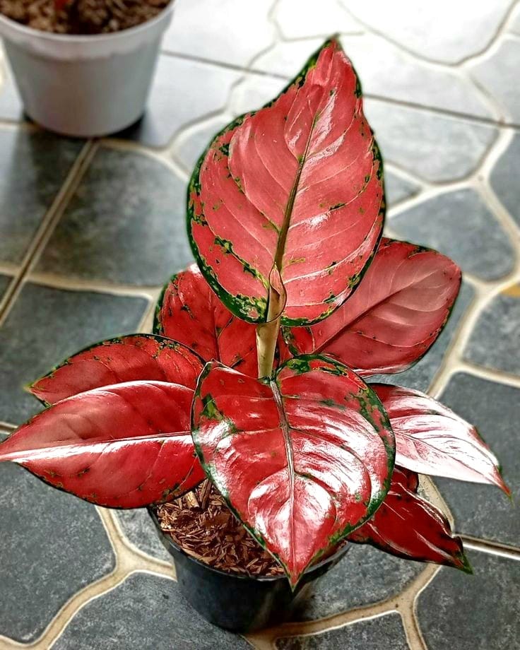 Lucky Red Aglaonema - Image 2