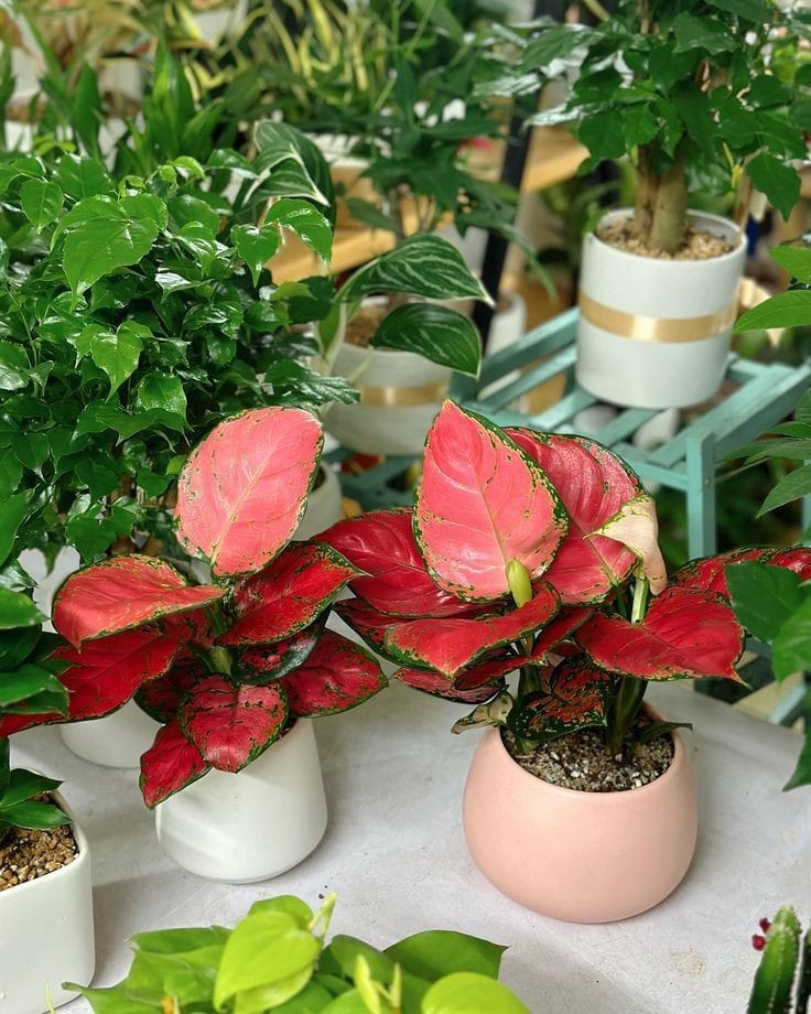 Lucky Red Aglaonema - Image 3