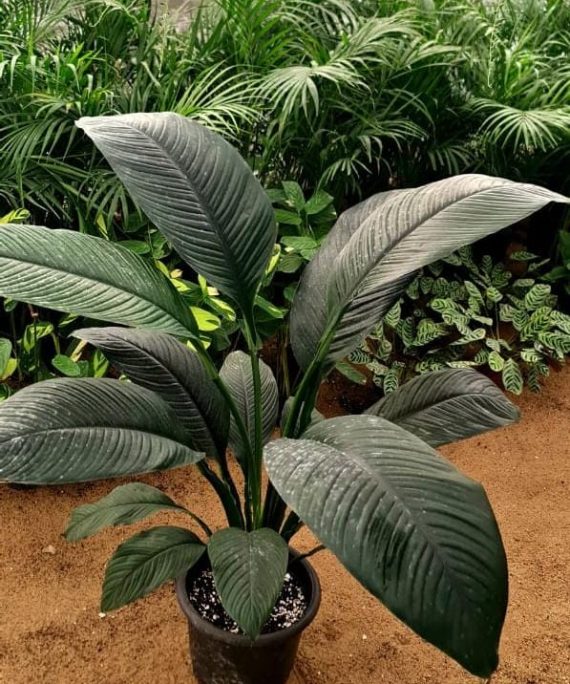 peace lily sensation by 3oud