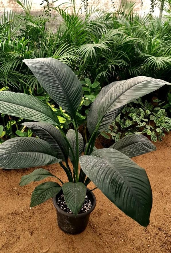 peace lily sensation by 3oud