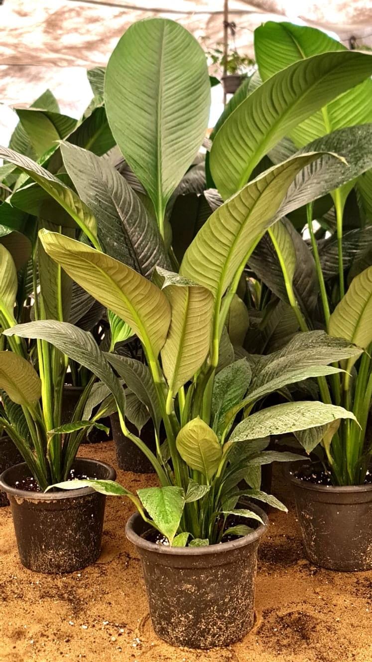 Peace lily sensation - Image 2