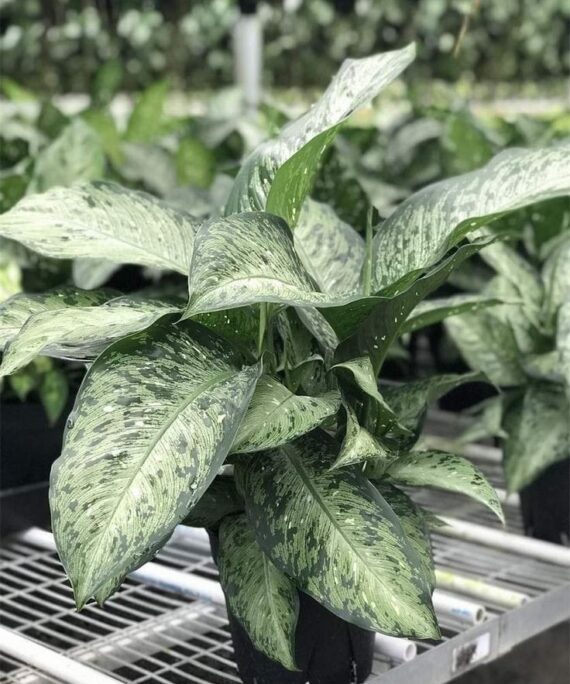 dieffenbachia memoria corsii by 3oud