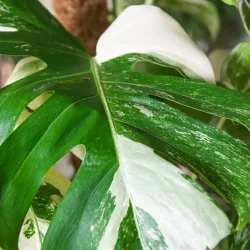 variegated-monstera.jpg
